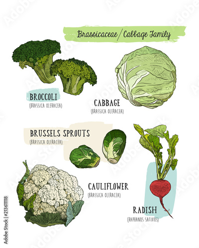 Various cabbage set.  cabbage, broccoli, Brussels sprouts, cauliflower, radish.