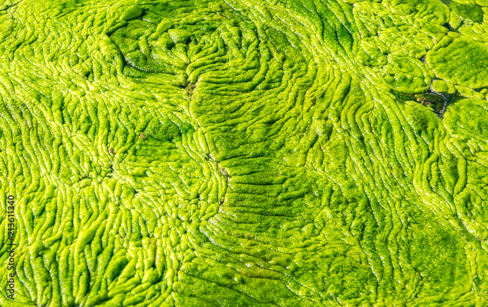 abstract texture of a swampy muddy view from above abstract texture of a swampy muddy view from above
