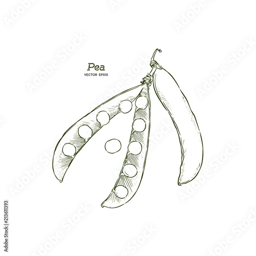 Pea pods vector illustration. © Yada