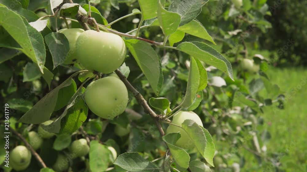 Close-up of branch with fresh green apples with drops in sunny fruit garden Close-up of branch with fresh green apples with drops in sunny fruit garden