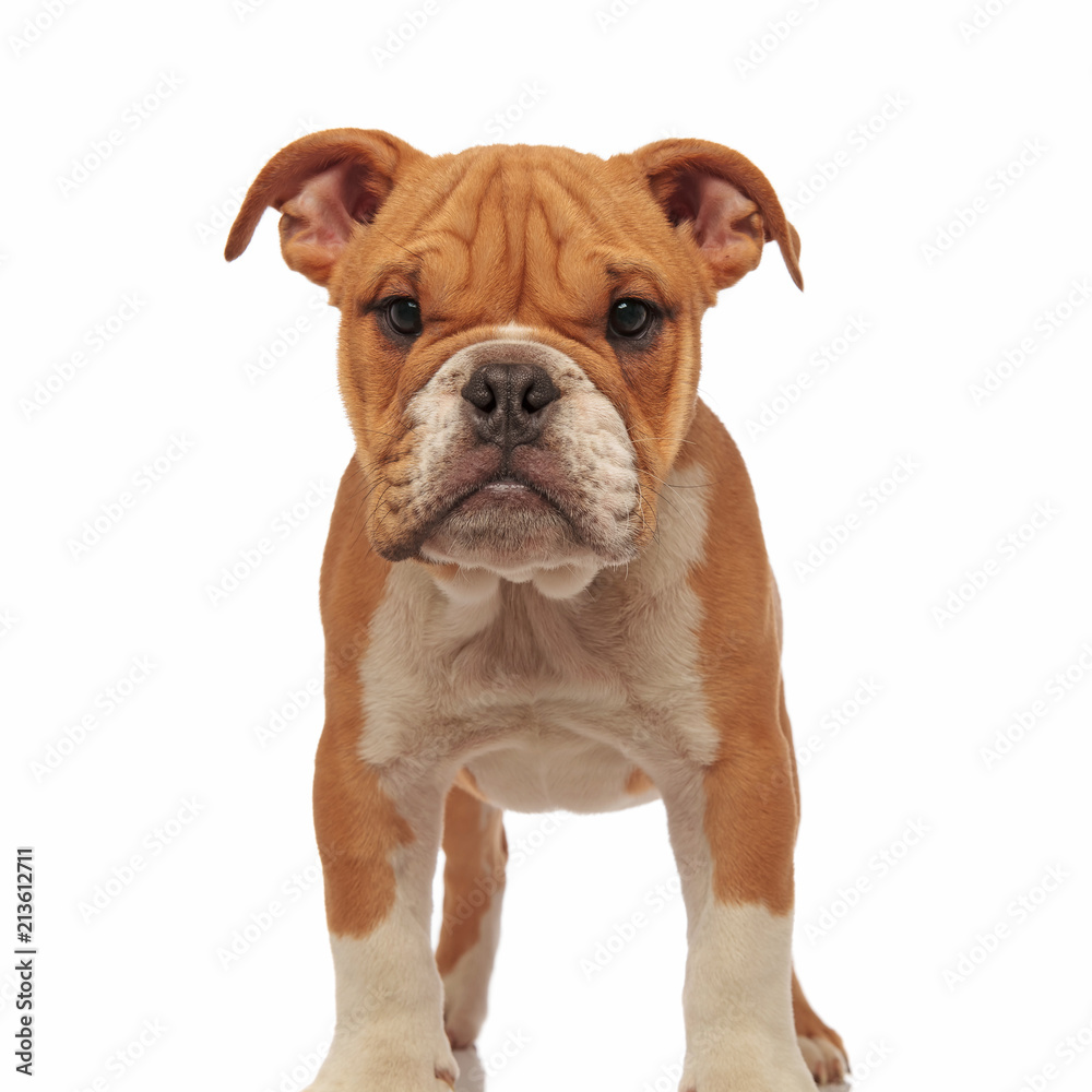 Obraz premium cute brown and white english bulldog standing