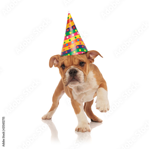 small english bulldog with birthday hat walks