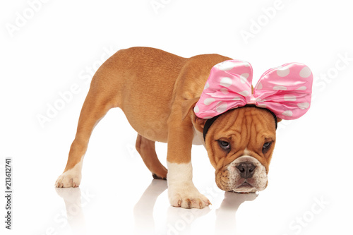 Billede på lærred side view of english bulldog dressed as minnie mouse