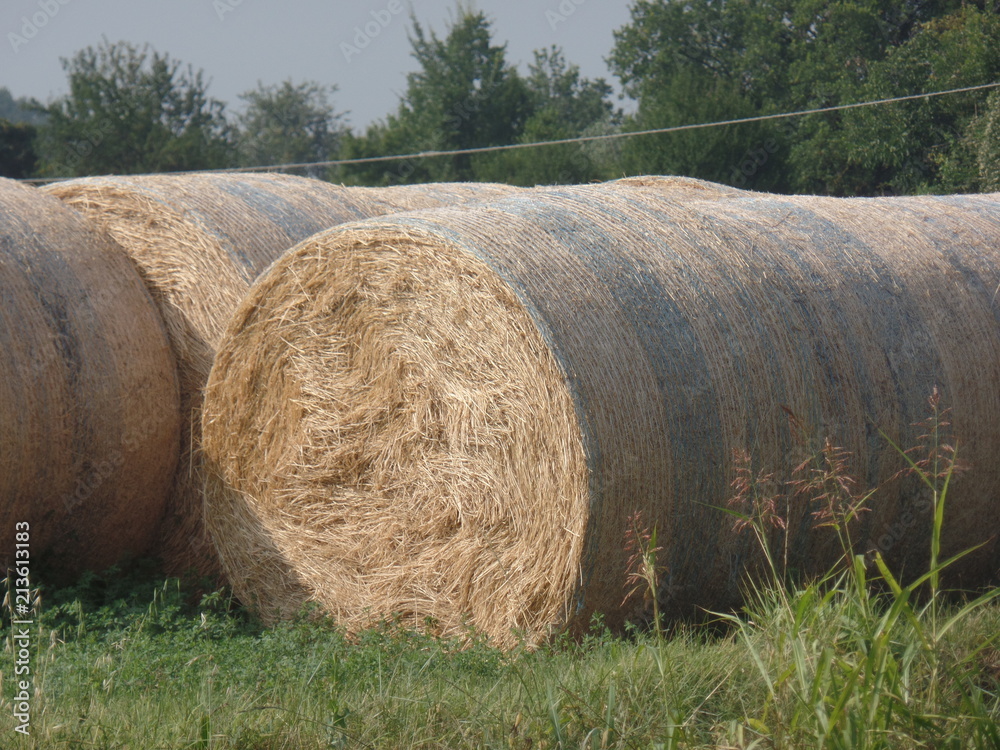 Round bales of hay on the grass Round bales of hay on the grass
