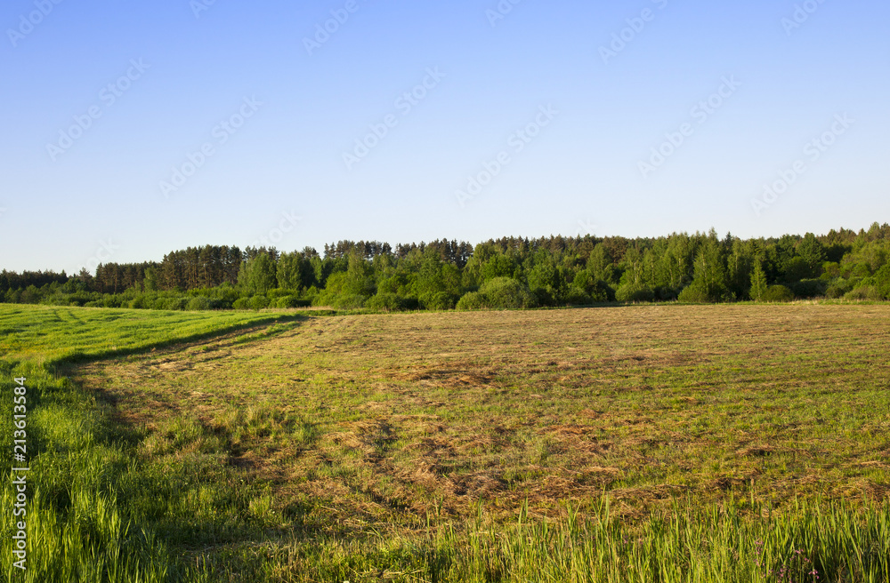landscape in summer