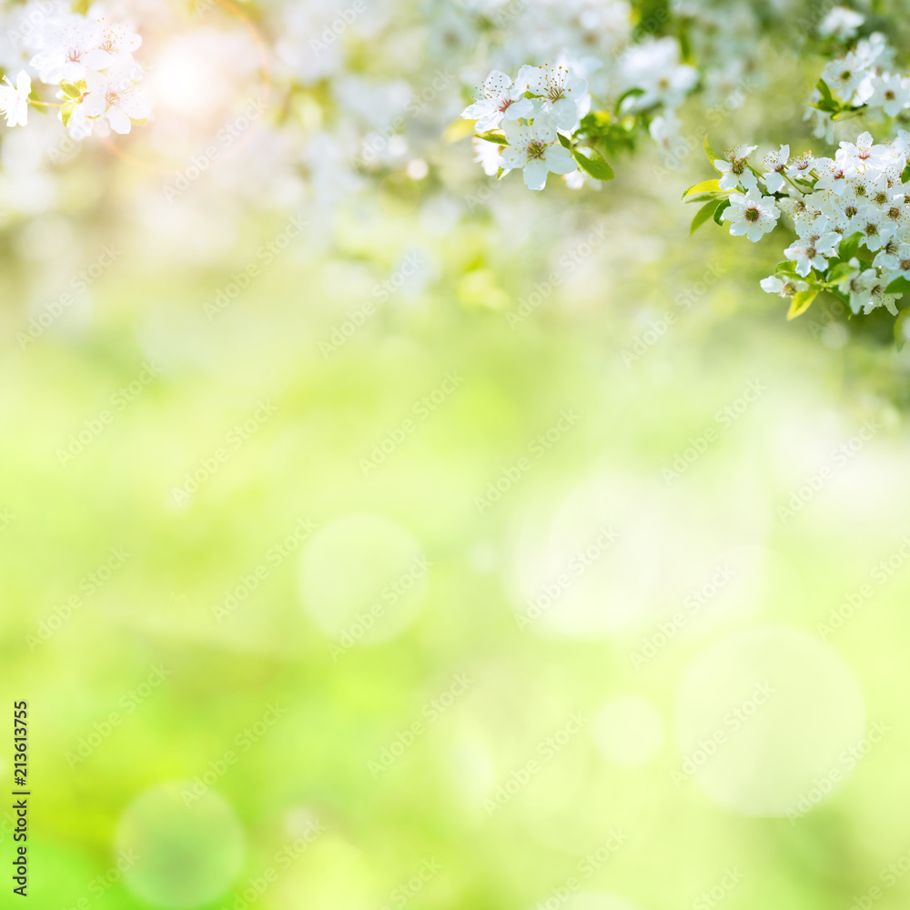 Obraz premium White blossoms in summer