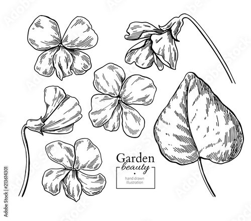 Violet flower drawing. Vector hand drawn engraved floral set. Vi