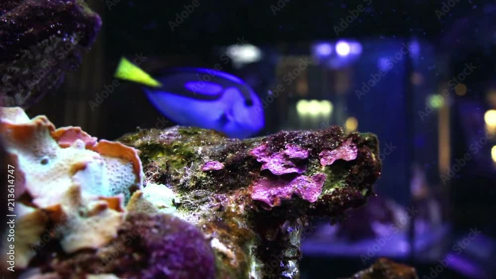 Coral rock in a marine aquarium with a piece of shell on the left and a blue and yellow blue tang fish passing in the background. Sea Life in a marine environment