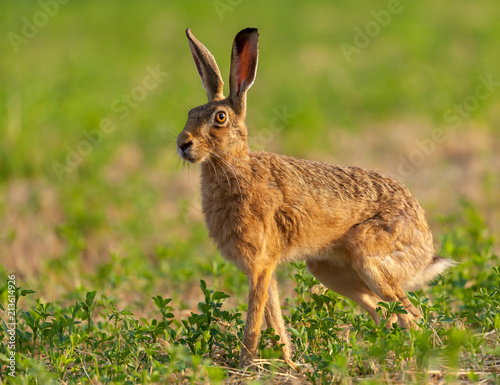 Photo Norfolk's wild hare beautiful close up in early morning sunrise.