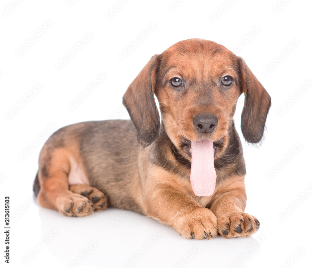 Yawning dachshund puppy portrait. isolated on white background