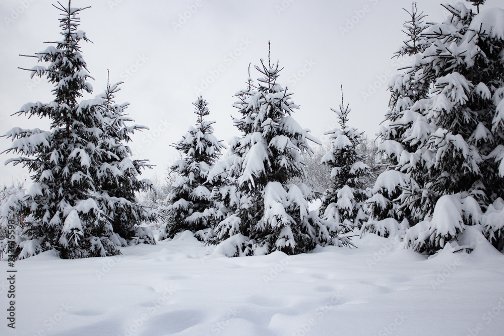 Naklejka premium Snow covered trees in winter forest after snowfall