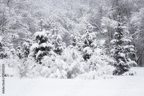 Snow covered trees in winter forest after snowfall