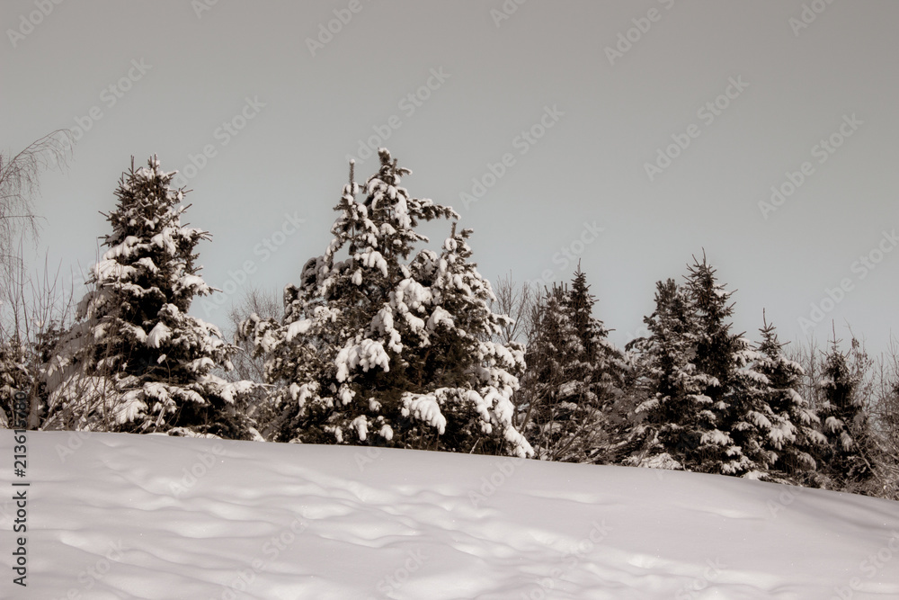 Naklejka premium Snow-covered Christmas trees on a clear winter day
