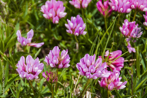 Graubünden, Wiesenklee, Rotklee, Bergwiese, Blüte, Alpenblumen, Alpenwiesen, Alpenkräuter, Alpen, Oberengadin, Sommer, Schweiz