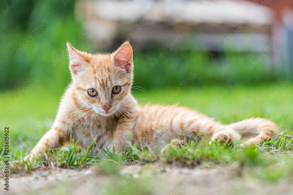 Little young red kitten lie down and relax on the grass.