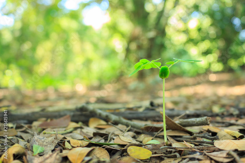 seed germination growth into forest