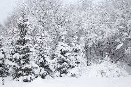 Snow covered trees in winter forest after snowfall