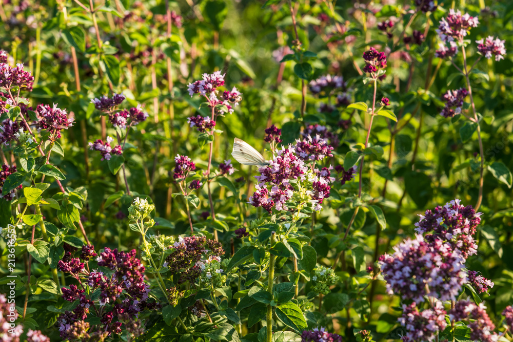 Obraz premium Bed with thyme on a summer day in the garden