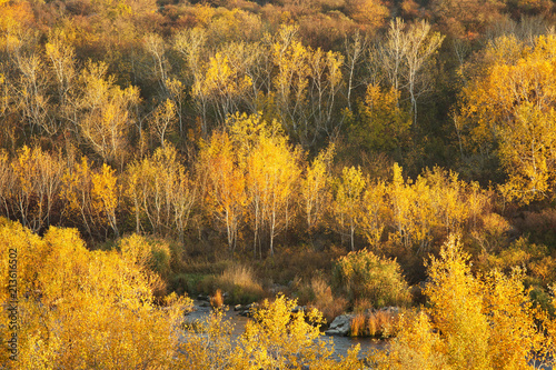 Beautiful autumn scenery with yellow trees on the banks of the river, fall season outdoor theme with atmosphere