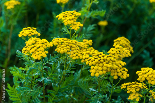 Flowering yellow tansy in the garden photo