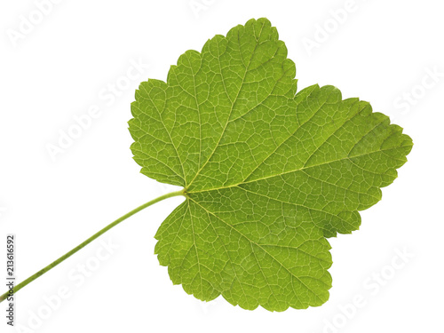 Leaf of currant isolated on white