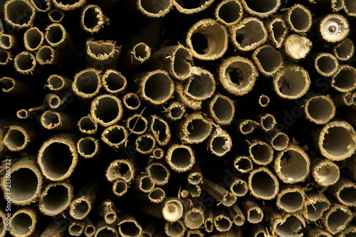 background - ends of cut dry hollow stems of plants (fragment of homemade nest block for mason bees).. photo