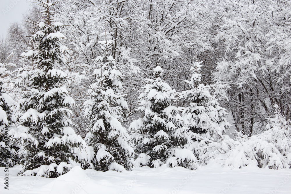Naklejka premium Snow covered trees in winter forest after snowfall