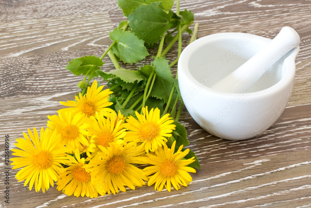 coltsfoot with mortar and pestle coltsfoot with mortar and pestle