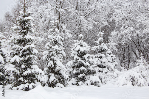 Snow covered trees in winter forest after snowfall