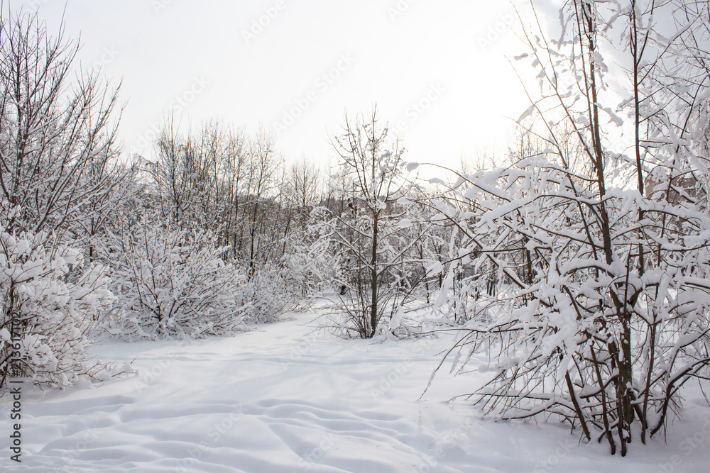 Snow covered trees in winter forest after snowfall