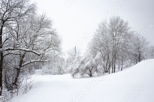 Snow covered trees in winter forest after snowfall © Delennyk