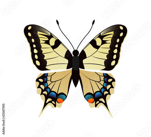 Family Papilionidae Butterfly Vector Illustration