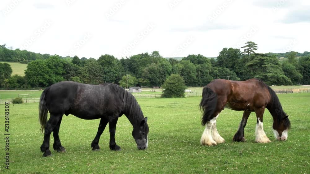 Horse walking in the Weald & Downland Living Museum, Chichester, United Kingdom Horse walking in the Weald & Downland Living Museum, Chichester, United Kingdom