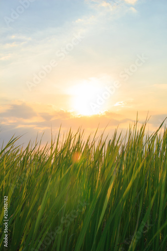 Fototapeta Naklejka Na Ścianę i Meble -  landscape sun sunrise sunset green  background