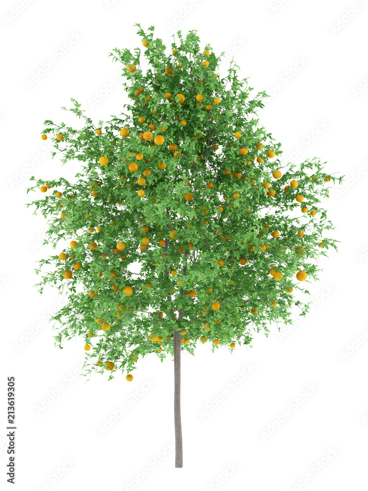 orange tree with oranges isolated on white background