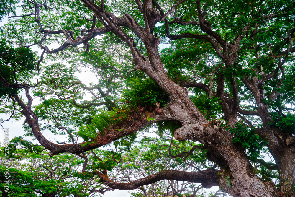 Old banyan tree leaves vivid image Old banyan tree leaves vivid image