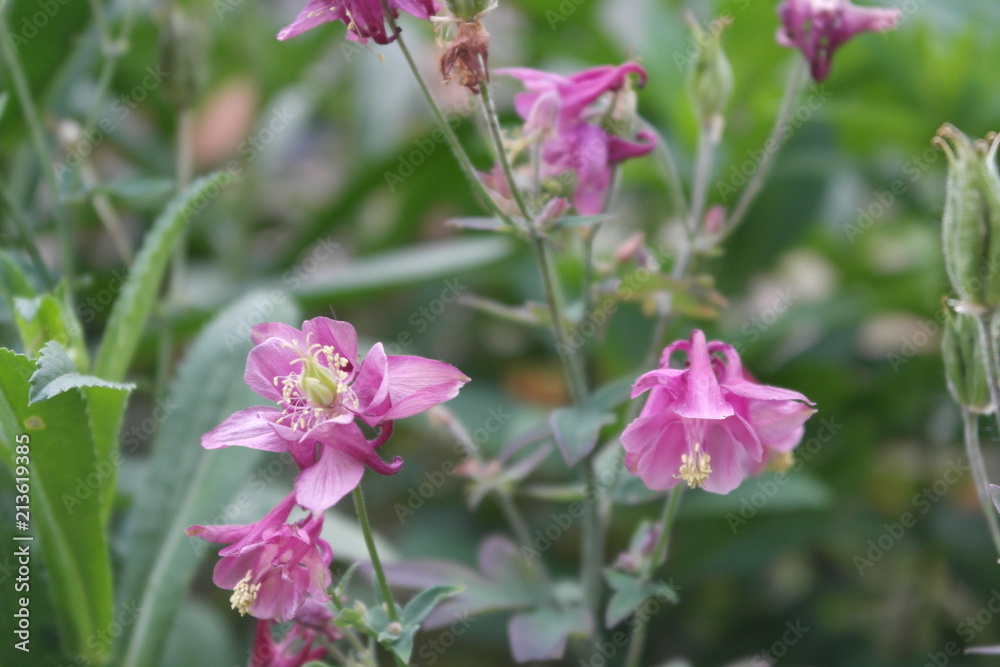 aquilegia. Flowers aquilegia close up