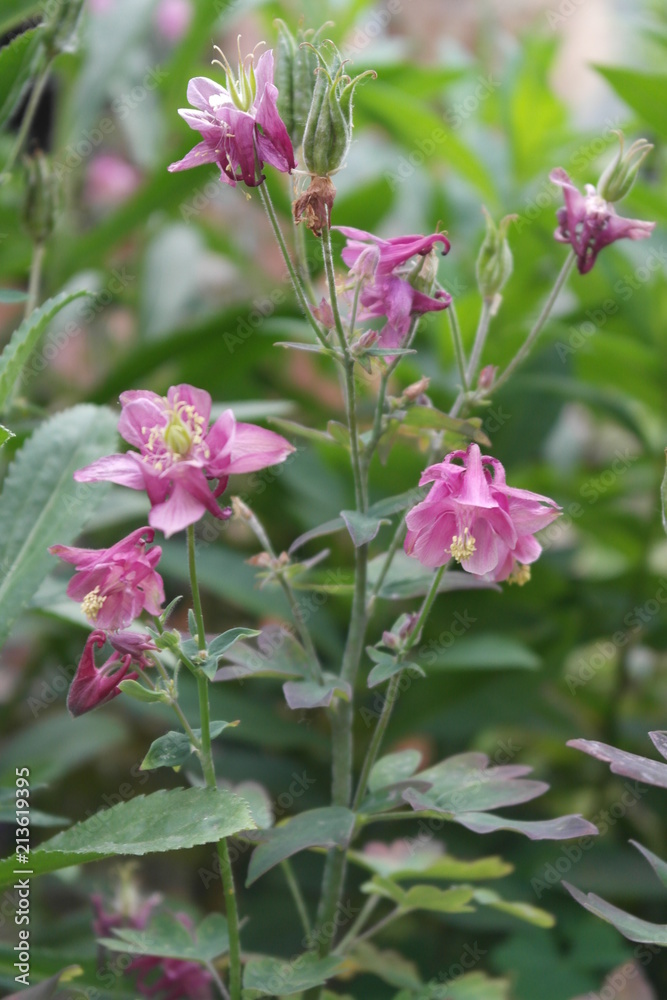 Obraz premium aquilegia. Flowers aquilegia close up