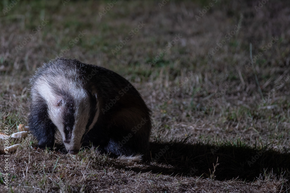 Obraz premium Badgers