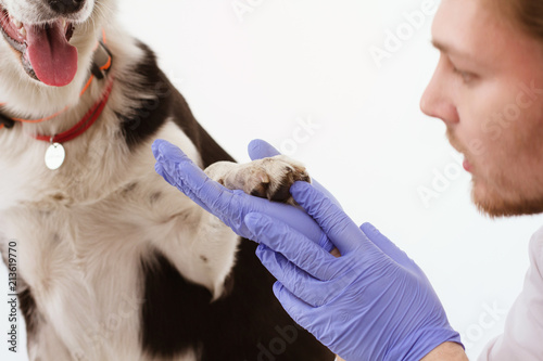 Close up shot of veterinarian observing dogs paw. Male vet doctor takes closer look at paw of dog patient.