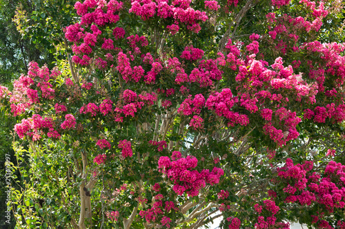 Detail of  crepe myrtle in blossom. Australia. photo