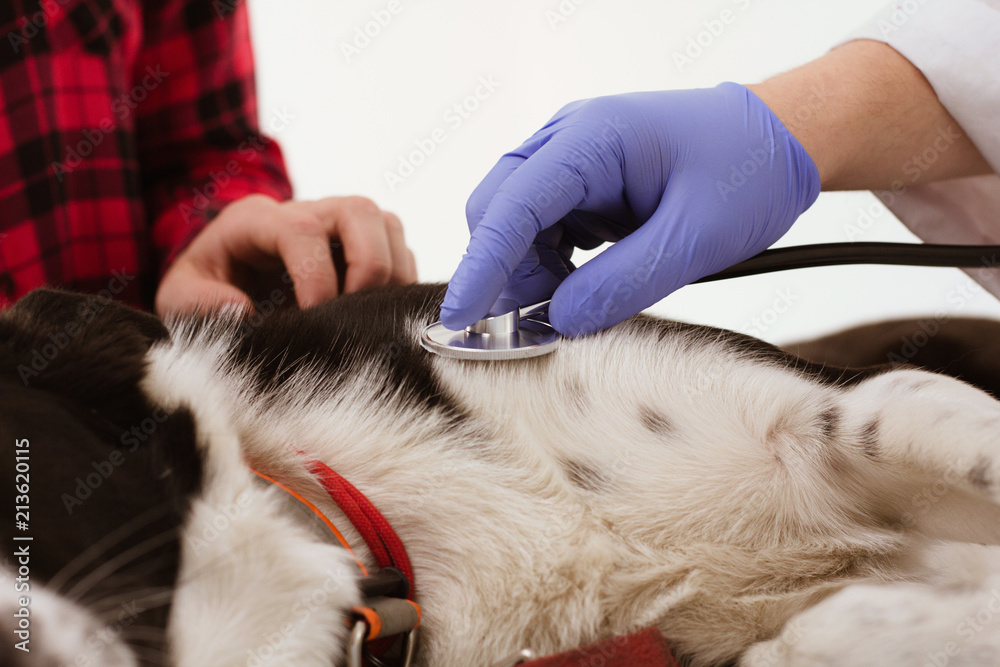 Close up of dog getting examined with stethoscope. Hand of confident veterinarian moving stethoscope to check dogs lungs or abdomen. Close up of dog getting examined with stethoscope. Hand of confident veterinarian moving stethoscope to check dogs lungs or abdomen.