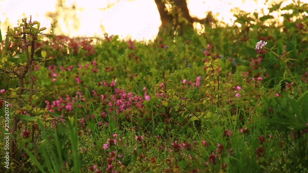 Beautiful, messy wild flowers of wild garden in the spring/summer time. Intact nature. Beautiful, messy wild flowers of wild garden in the spring/summer time. Intact nature.