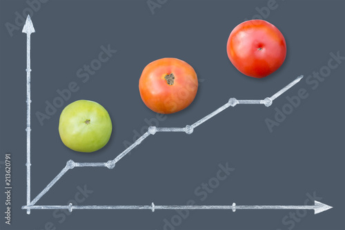 Schedule ripening tomatos. Chart is drawn chalk on a blackboard photo