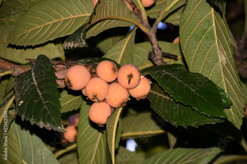 Fruits  plant ont the tree photo