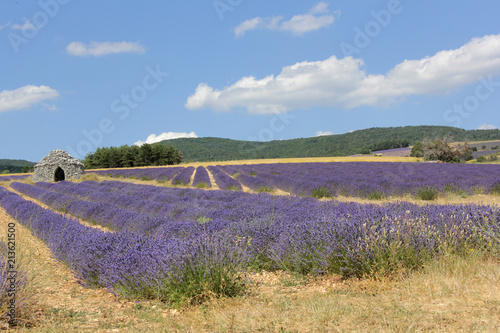 lavandes en fleur