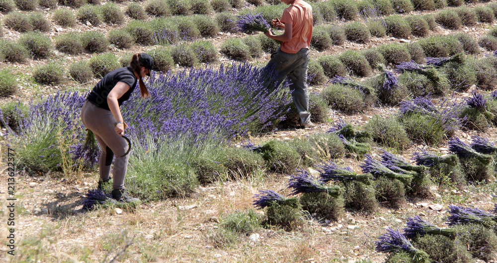 récolte de la lavande Stock Photo | Adobe Stock