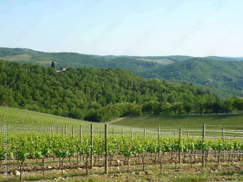 Fototapeta premium Vineyards