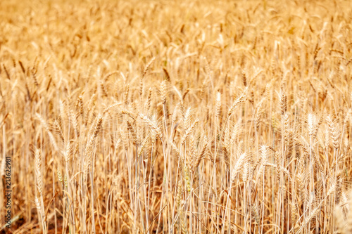 Golden Wheat Barley Field in Sunny Day