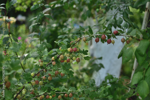 close-up red and green berries Gooseberries with leaves in the summer garden  on a green soft blurred background